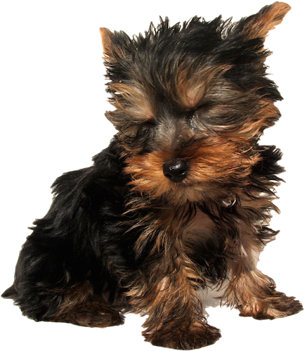 A dog shaking its hair everywhere